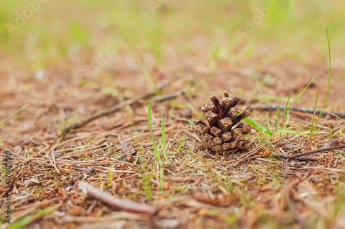 Closeup of pine cone on the ground. Natural background.