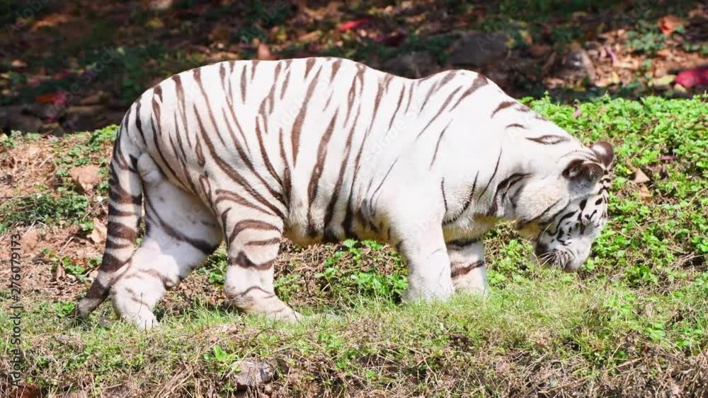 white tiger closeup playing trees green animal wildlife nature white tiger closeup playing trees green animal wildlife nature