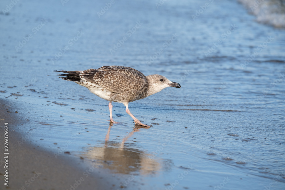 Silbermöwe (lat. Larus argentatus) am Sandstrand