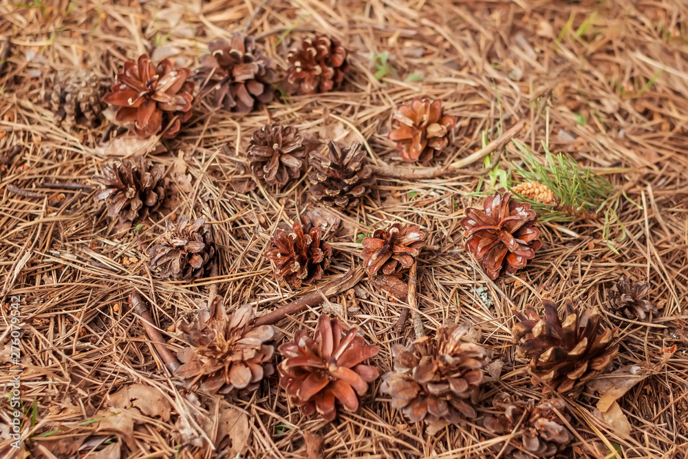Dry pine cones, needles and leaves on the ground. Autumn. Natural background.