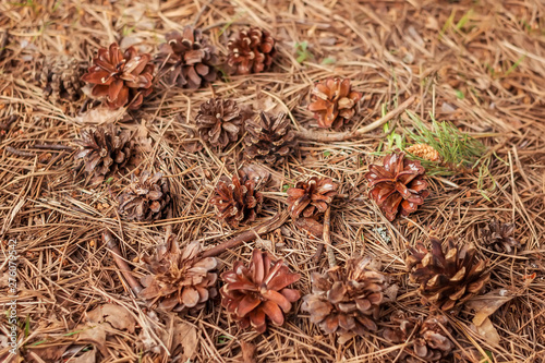 Dry pine cones, needles and leaves on the ground. Autumn. Natural background.