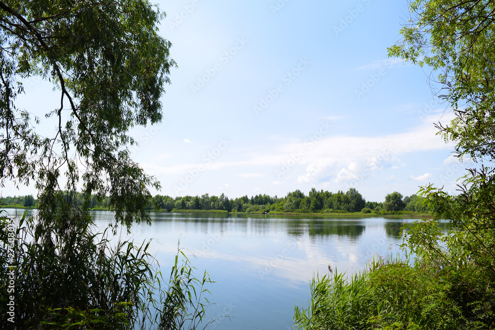 View through green plants on the lake in nature. Summer landscape.