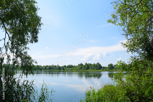 View through green plants on the lake in nature. Summer landscape.