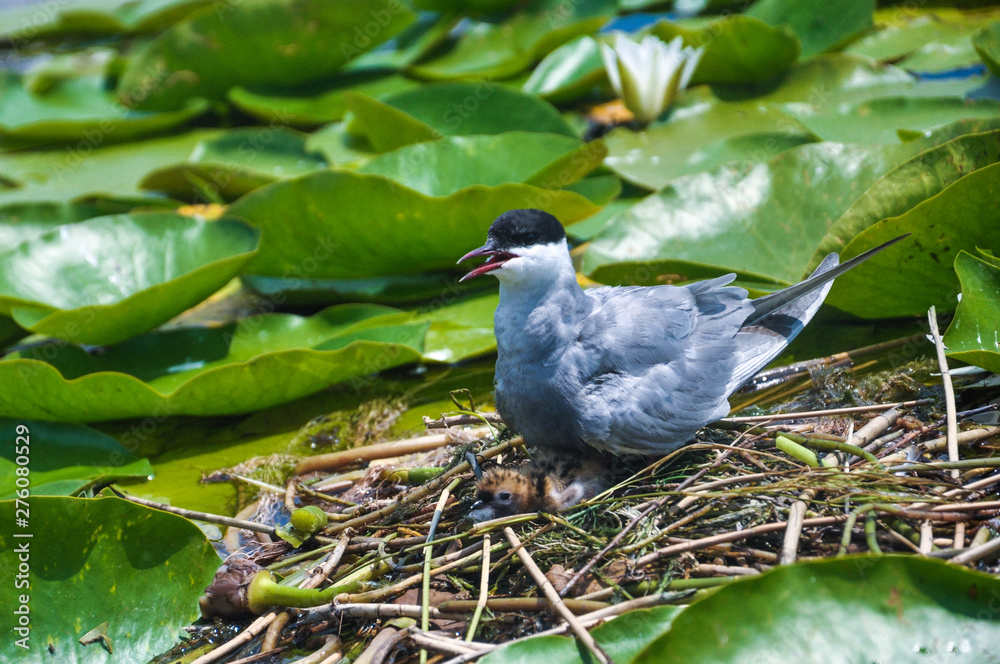 Fototapeta premium Birds in the Danube Delta