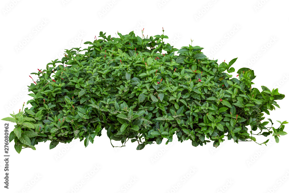 Obraz premium Green bush isolated on white background