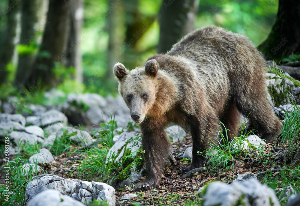 Fototapeta premium Wild brown bear (Ursus arctos) close up