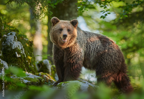Wild brown bear (Ursus arctos) close up photo