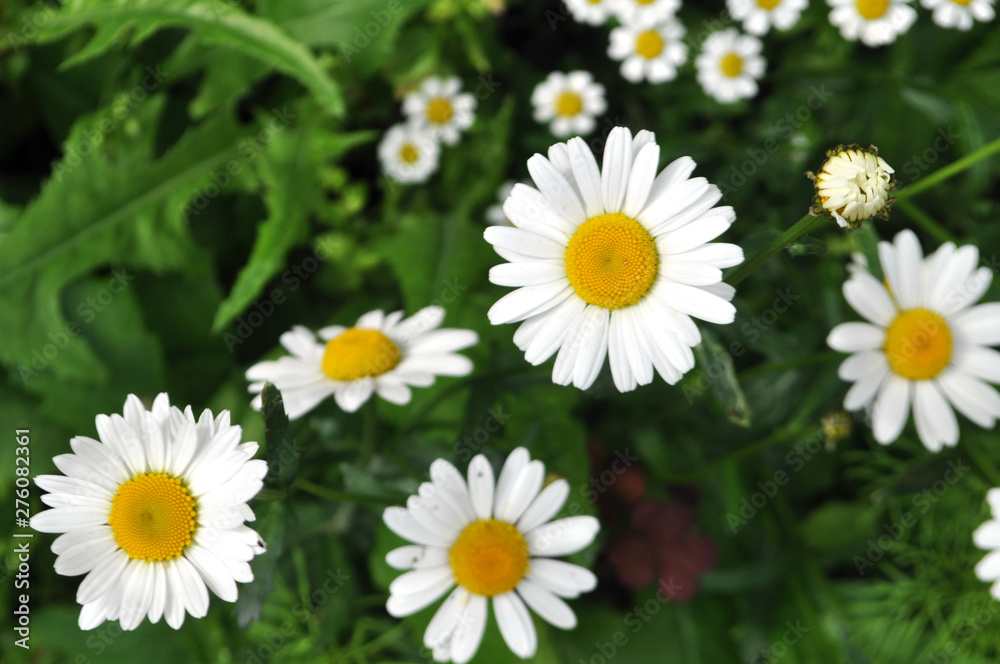 Meadow of wild or white chamomile flowers. Meadow of wild or white chamomile flowers.