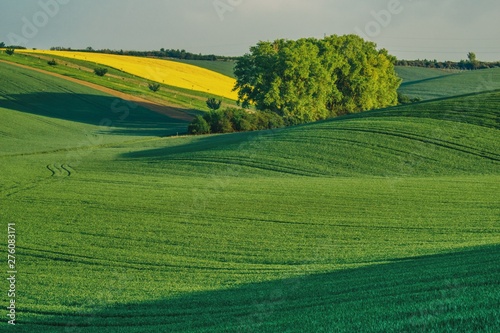 the spring landscape of the Moravian fields, a large tree of refuge of birds and moisture, fields sown with cereals, peas and rape, various shades of green