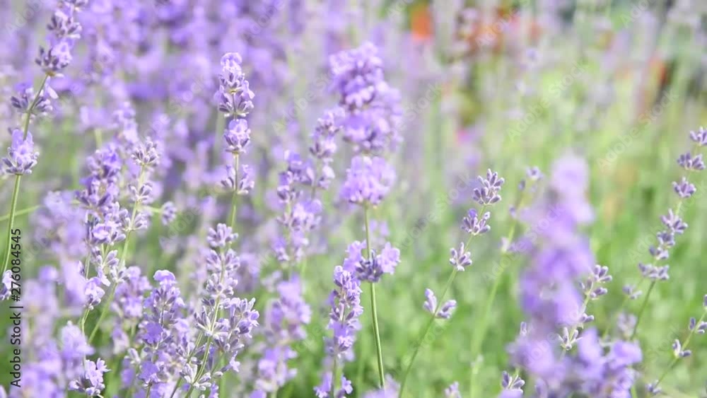 Blooming beautiful flowers of Lavender or Lavandula swaying in the wind on the field. Harvest, perfume ingredient, aromatherapy. Blooming beautiful flowers of Lavender or Lavandula swaying in the wind on the field. Harvest, perfume ingredient, aromatherapy.