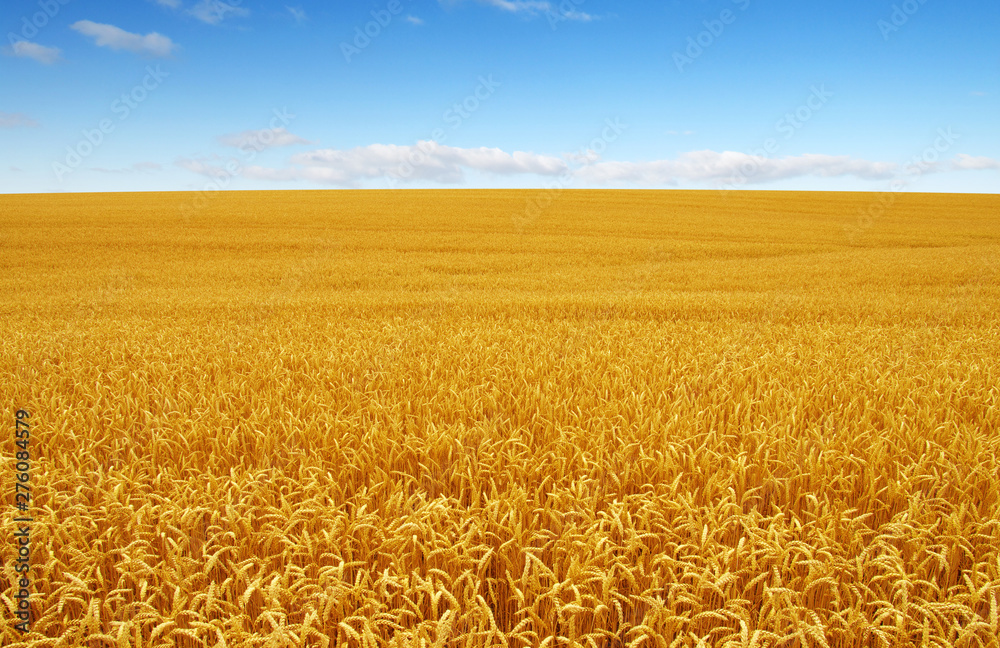 Naklejka premium Golden wheat field