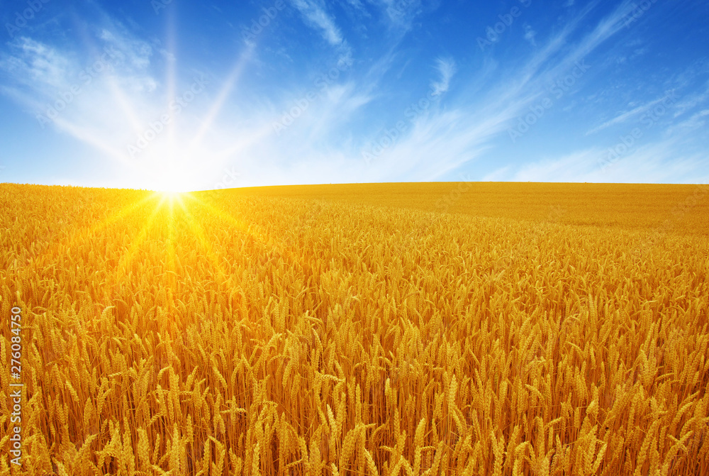 Fototapeta premium Wheat field and sun