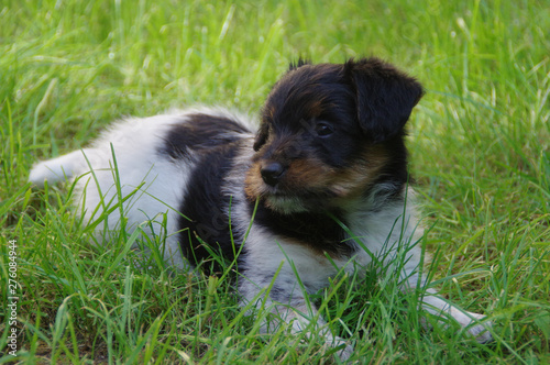 Puppy on grass