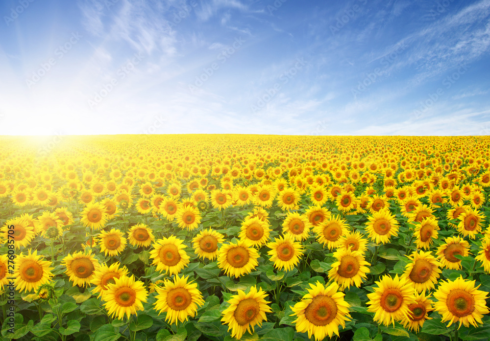 Fototapeta premium field of sunflowers