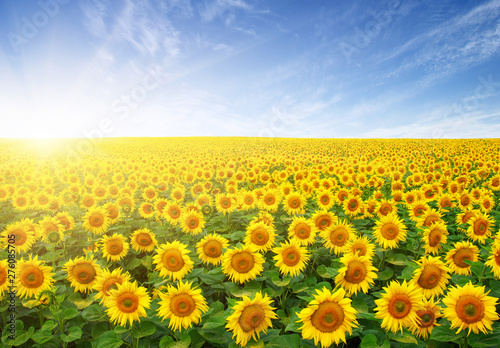 Fototapeta Naklejka Na Ścianę i Meble -  field of sunflowers