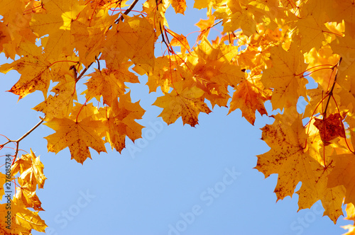 Autumn leaves on the sun
