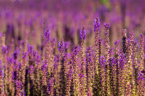 Lavendel Feld Hintergrund violet lila blühen