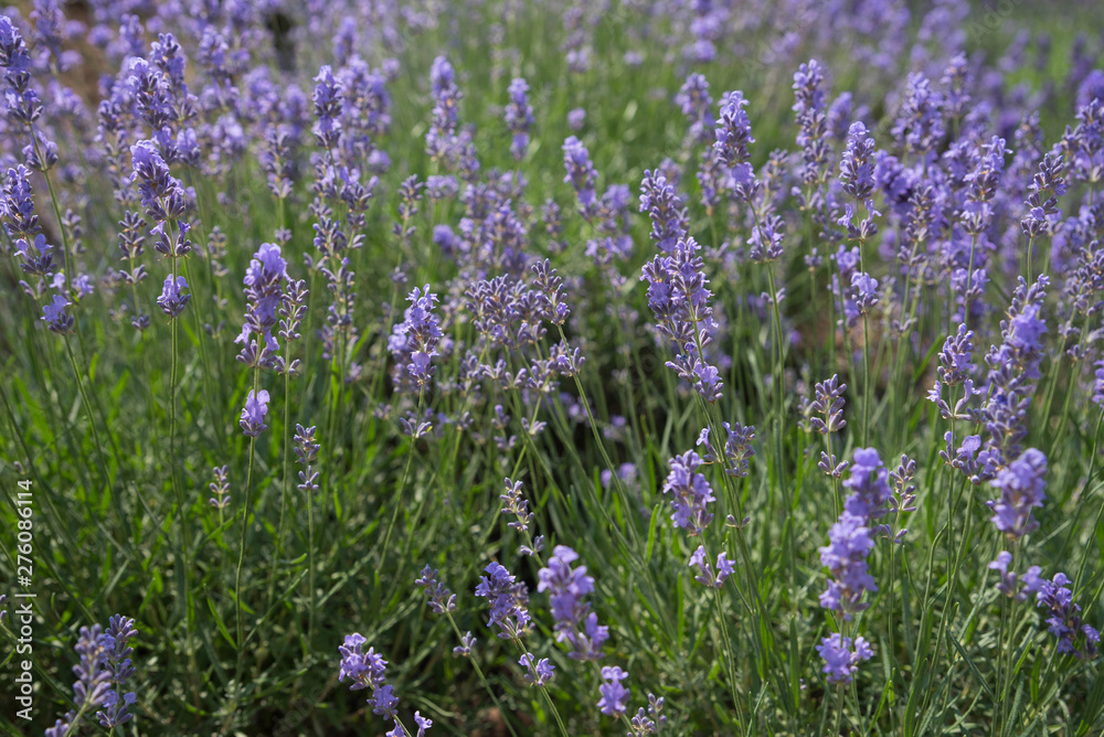 Blooming beautiful flowers of Lavender or Lavandula swaying in the wind on the field. Harvest, perfume ingredient, aromatherapy.