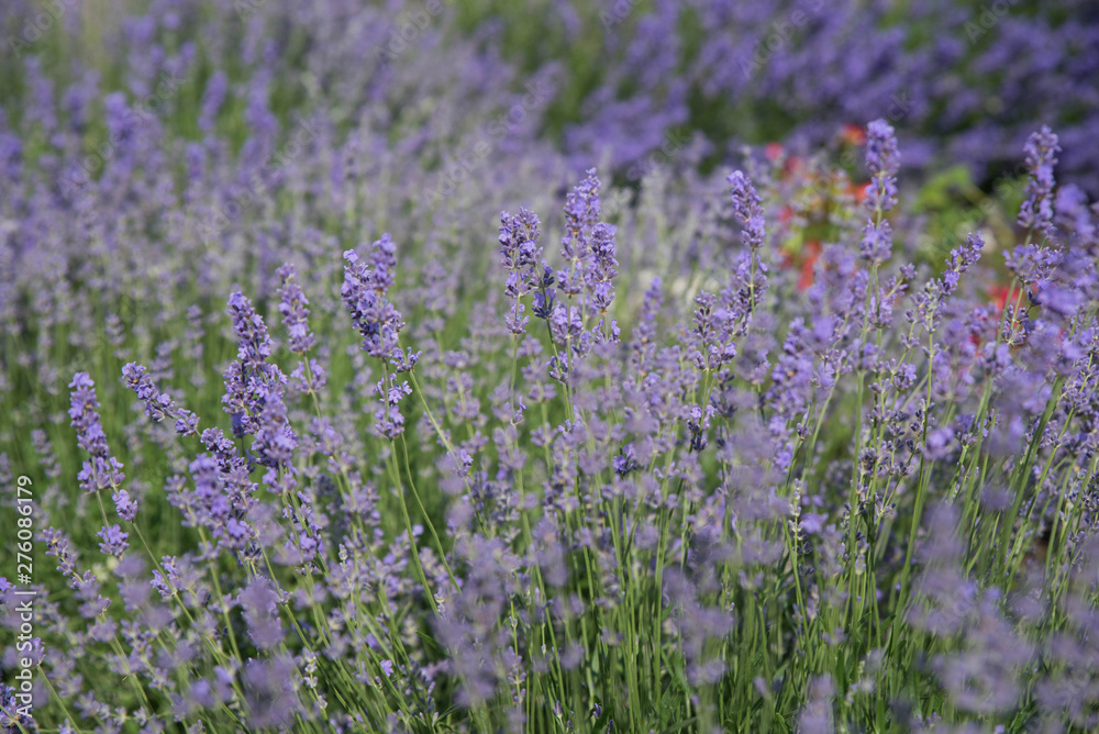 Blooming beautiful flowers of Lavender or Lavandula swaying in the wind on the field. Harvest, perfume ingredient, aromatherapy.