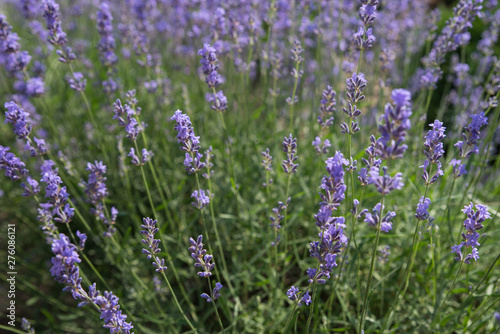 Fototapeta Naklejka Na Ścianę i Meble -  Blooming beautiful flowers of Lavender or Lavandula swaying in the wind on the field. Harvest, perfume ingredient, aromatherapy.