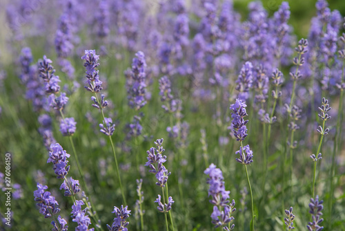 Blooming beautiful flowers of Lavender or Lavandula swaying in the wind on the field. Harvest, perfume ingredient, aromatherapy.