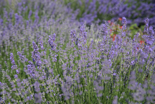 Blooming beautiful flowers of Lavender or Lavandula swaying in the wind on the field. Harvest, perfume ingredient, aromatherapy.