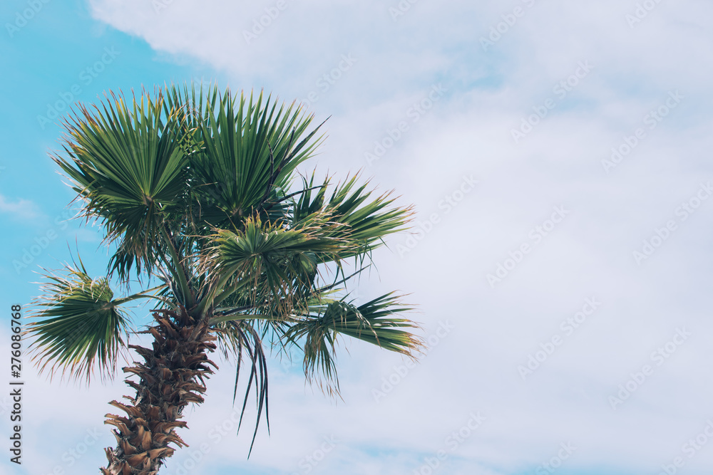 Green foliage palm trees.