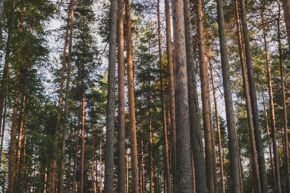 Pine trees in forest Pine trees in forest