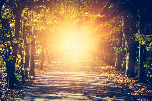 Fotografie Way towards sun in autumn park. Hope and mystery