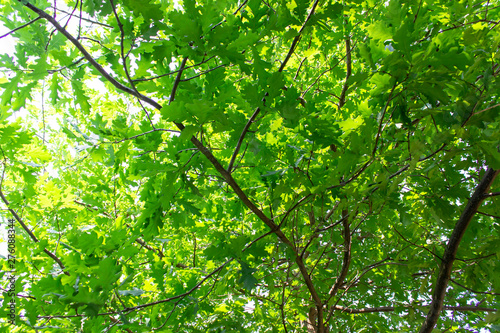 green leaves on the green backgrounds in sunny day.