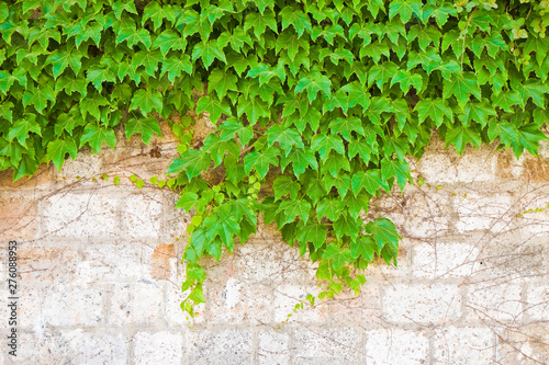 Stone wall covered in ivy with copy space