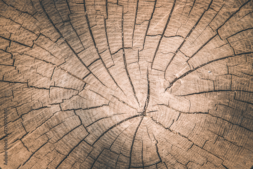 Fototapeta premium Wooden background image: tree stump, close up