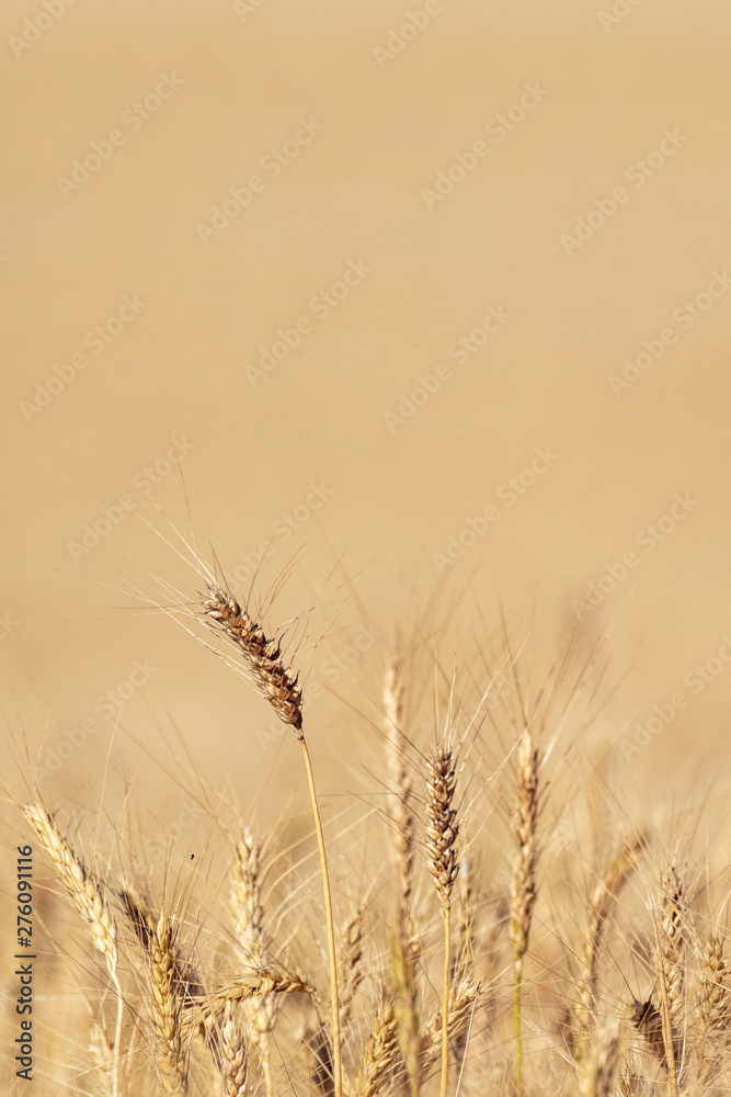 Fototapeta premium Wheat field. Background of ripening ears of meadow wheat field. With copy space