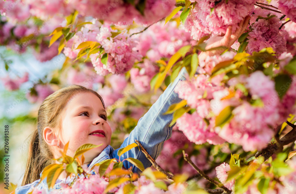 Fototapeta premium Enjoy smell of tender bloom sunny day. Sakura flower concept. Gorgeous flower beauty. Girl cherry flower background. Sakura tree blooming. Park and garden. Girl little child in spring flower bloom
