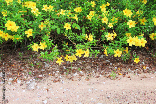 Colorful sweet flowers yellow allamanda cathartica field with green stem and leaves blooming and hanging on the side walk photo