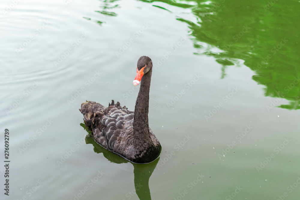Fototapeta premium The black swan floats on the water of the lake.