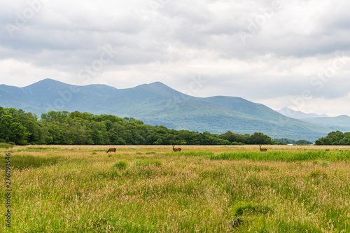 Rural landscape of a green grass meadow and lush vegetation with wild deer grazing and distant mountain silhouettes. Killarney on a cloudy summer day in Ireland.