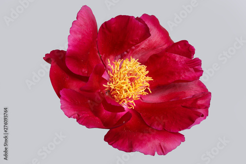 Red peony isolated on gray background.