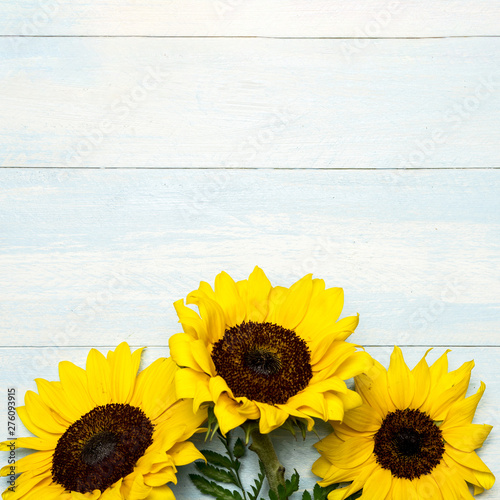 Big bright sunflowers on light blue surface