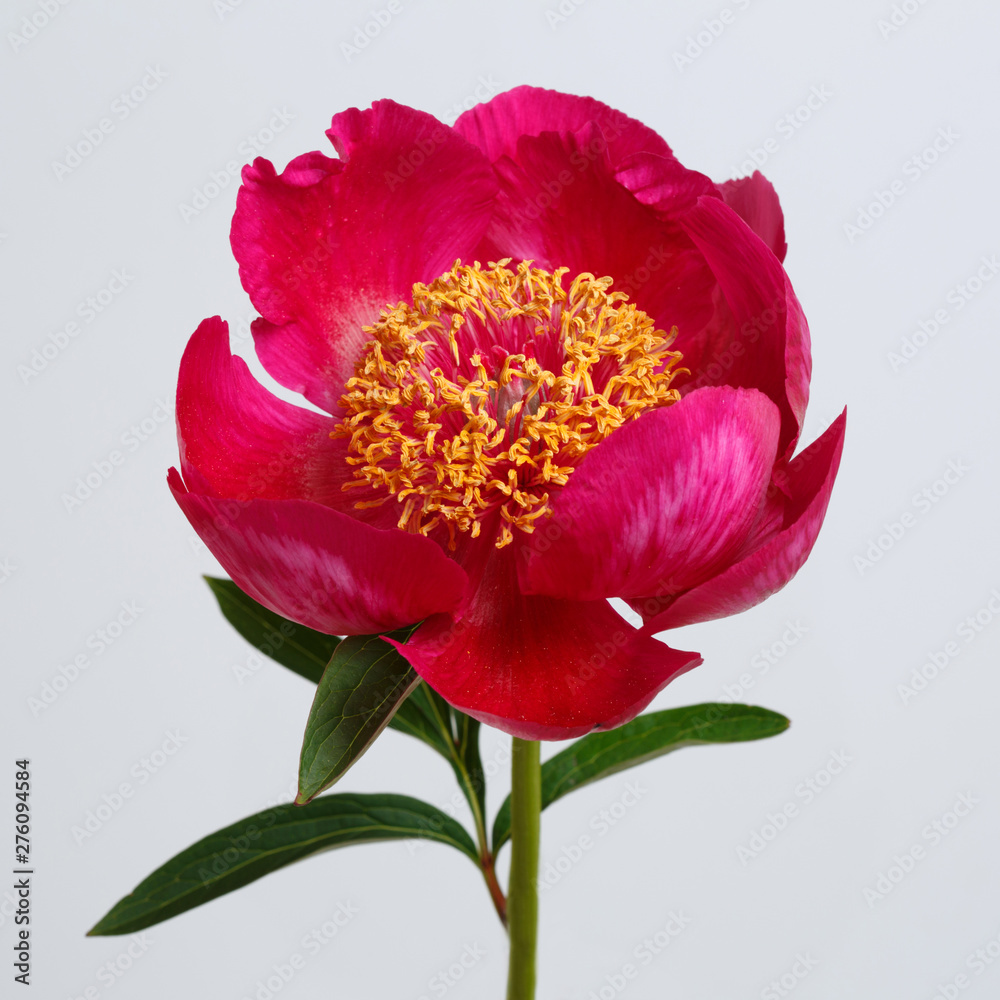 Pink peony with stamens yellow ball in the middle isolated on gray background.
