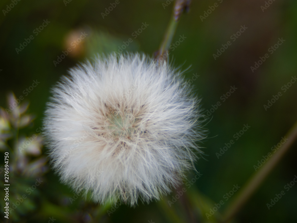 Fototapeta premium OLYMPUS DIGITAL CAMERA