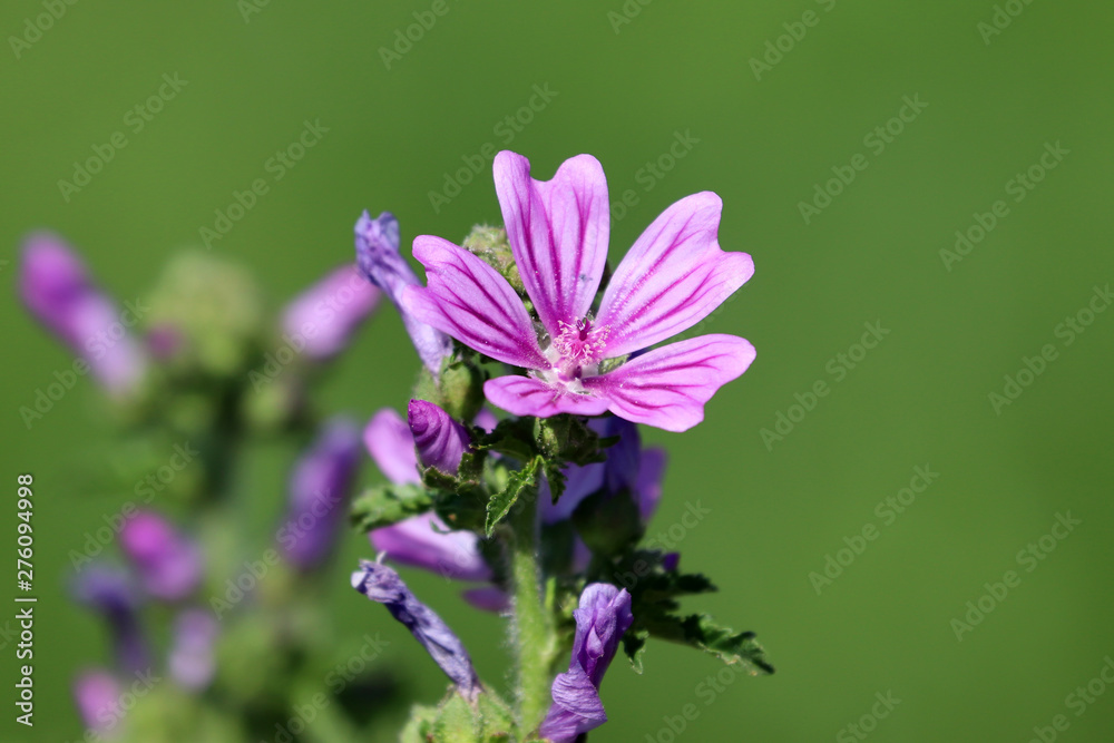 Fleur sauvage mauve Fleur sauvage mauve