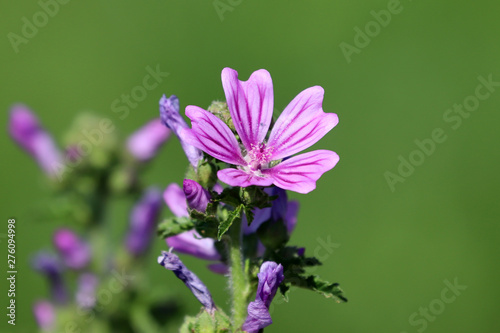 Fleur sauvage mauve