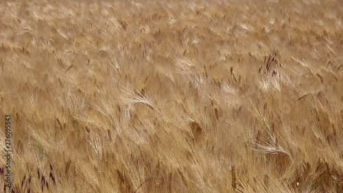 Getreidefeld im Wind