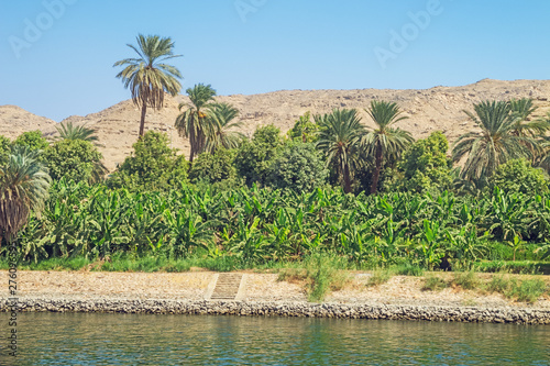 Banana plantation on the shore of the Nile at Gaafar El-Sadik on the way to Aswan photo