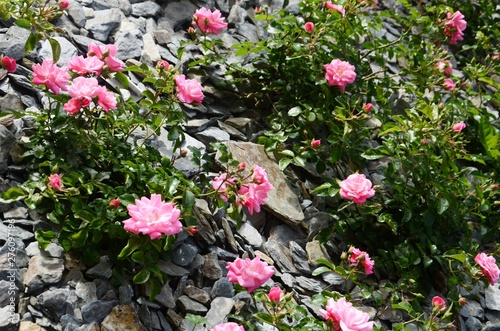 Wallpaper Mural Molenbeek-Saint-Jean : Parterre de fleurs roses au boulevard Machtens (Bruxelles-Belgique) Torontodigital.ca