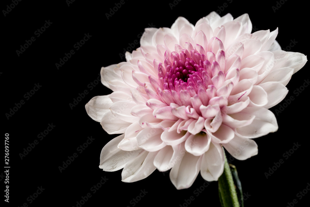 Beautiful blooming chrysanthemums Beautiful blooming chrysanthemums