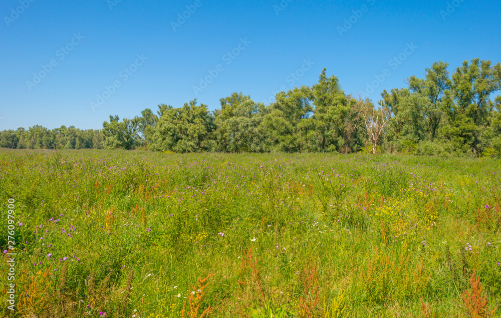 Trees in a green grassy field with flowers below a blue sky in sunlight in summer Trees in a green grassy field with flowers below a blue sky in sunlight in summer