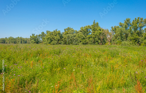 Trees in a green grassy field with flowers below a blue sky in sunlight in summer