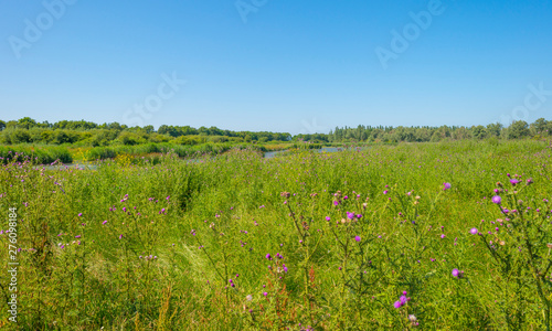 The edge of a pond in a green grassy field with flowers below a blue sky in sunlight in summer